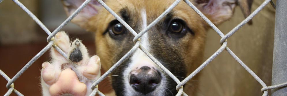Signature of Hope Trust lends a paw to Lucky Lucy Foundation Signature of Hope Trust lends a paw to Lucky Lucy Foundation